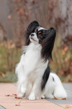Papillon köpeği. Şirin ve güzel köpek sonbaharda dışarıda kıtasal yavru köpek yetiştirir.
