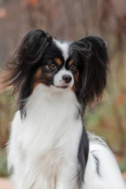Papillon köpeği. Şirin ve güzel köpek sonbaharda dışarıda kıtasal yavru köpek yetiştirir.