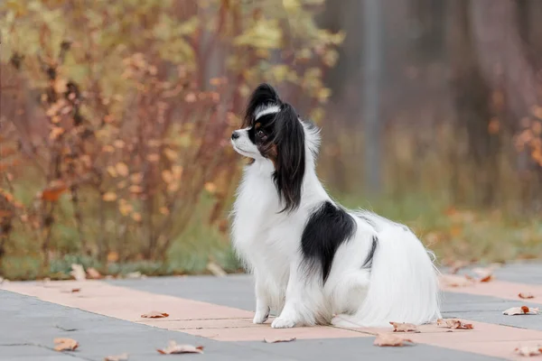 Cão Papillon Bonito Bonito Cão Raça Continental Brinquedo Spaniel Livre — Fotografia de Stock