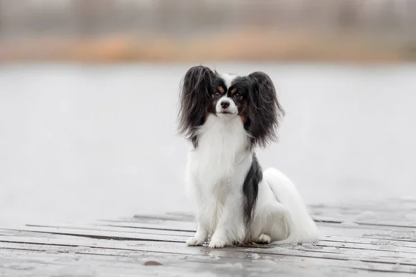 Chien Papillon Mignon Beau Chien Race Jouet Continental Épagneul Plein — Photo