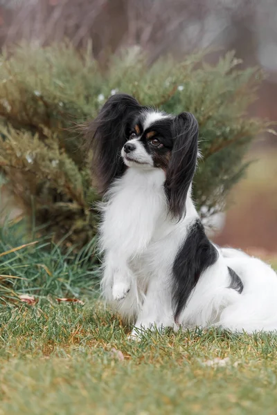 パピロン犬 かわいいと美しい犬は秋に屋外大陸のおもちゃのスパニエルを繁殖 — ストック写真