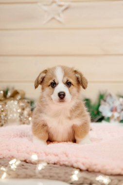 Noel süslemesinde safkan Galli Corgi yavru köpeği. Yeni yıl tatili