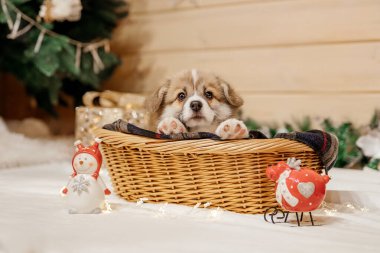 Noel süslemesinde safkan Galli Corgi yavru köpeği. Yeni yıl tatili