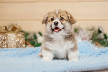 Noel süslemesinde safkan Galli Corgi yavru köpeği. Yeni yıl tatili