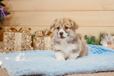 Noel süslemesinde safkan Galli Corgi yavru köpeği. Yeni yıl tatili