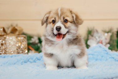 Noel süslemesinde safkan Galli Corgi yavru köpeği. Yeni yıl tatili