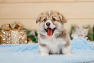 Noel süslemesinde safkan Galli Corgi yavru köpeği. Yeni yıl tatili