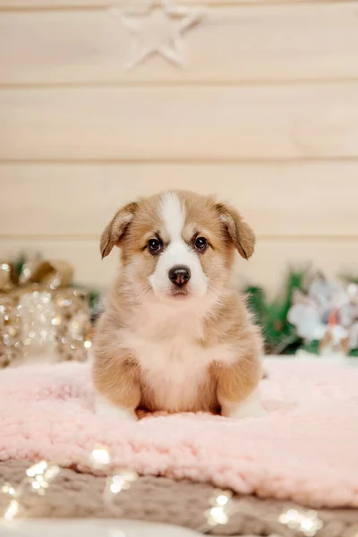 Perro Cachorro Corgi Galés Pura Raza Decoración Navideña Vacaciones Año — Foto de Stock