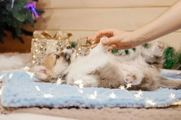 Perro Cachorro Corgi Galés Pura Raza Decoración Navideña Vacaciones Año — Foto de Stock
