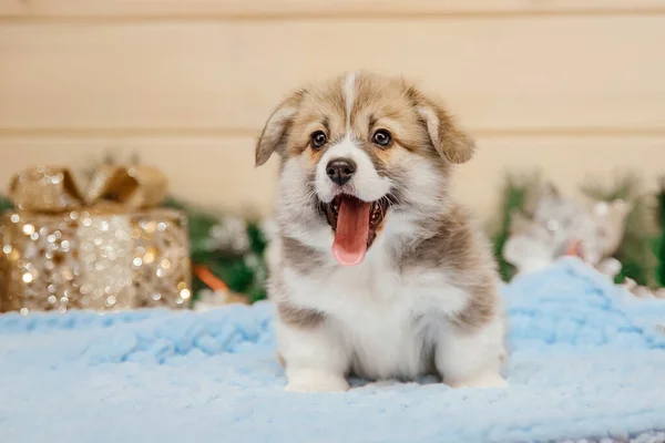 Purebred Walisisk Corgi Valp Julepynt Nyttårsferier – stockfoto