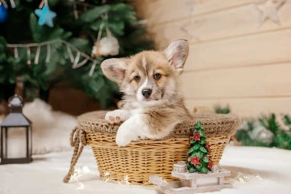 Perro Cachorro Corgi Galés Pura Raza Decoración Navideña Vacaciones Año — Foto de Stock