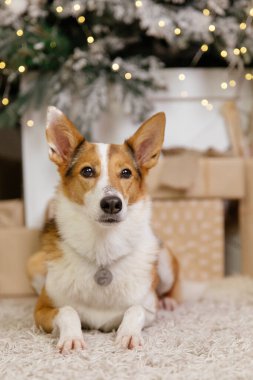 Mutlu yıllar, Noel tatilleri ve kutlamalar, köpek (evcil hayvan) Noel ağacının yanındaki odada. 