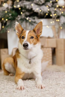 Mutlu yıllar, Noel tatilleri ve kutlamalar, köpek (evcil hayvan) Noel ağacının yanındaki odada. 