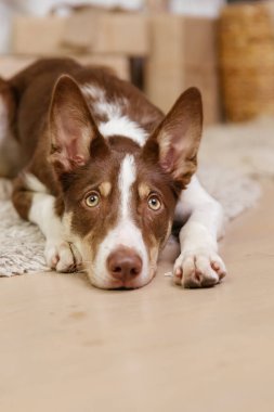Noel süslemesinde Sınır Çoban Köpeği pozu.