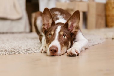 Noel süslemesinde Sınır Çoban Köpeği pozu.