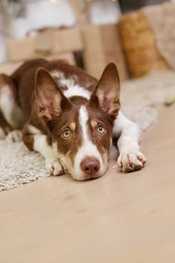 Noel süslemesinde Sınır Çoban Köpeği pozu.