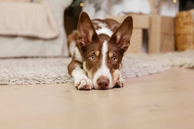 Noel süslemesinde Sınır Çoban Köpeği pozu.