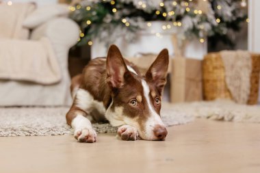 Noel süslemesinde Sınır Çoban Köpeği pozu.