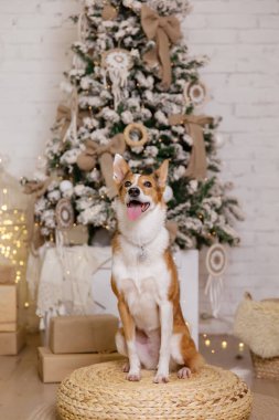 Mutlu yıllar, Noel tatilleri ve kutlamalar, köpek (evcil hayvan) Noel ağacının yanındaki odada. 