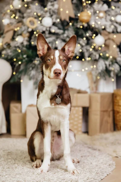 Collie Fronterizo Perro Posando Decoración Navidad —  Fotos de Stock