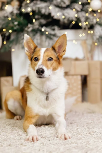 圣诞佳节快乐 圣诞佳节快乐 宠物狗在圣诞树旁的房间里 — 图库照片