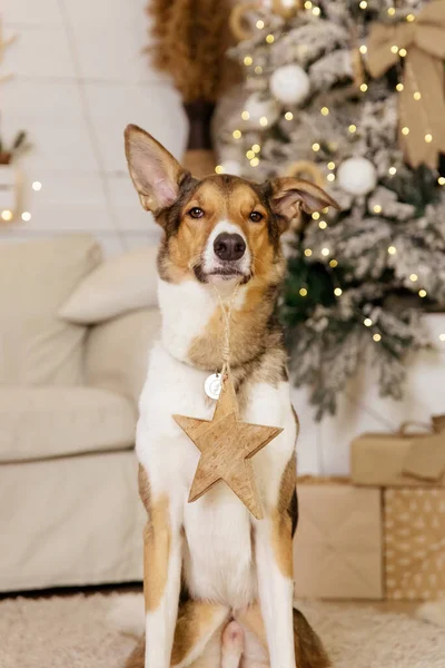 Šťastný Nový Rok Vánoční Svátky Oslavy Pes Mazlíček Pokoji Vánočního — Stock fotografie