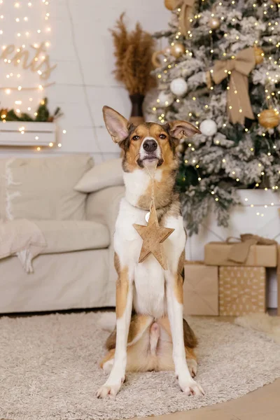 Feliz Año Nuevo Navidad Celebración Perro Mascota Habitación Cerca Del —  Fotos de Stock