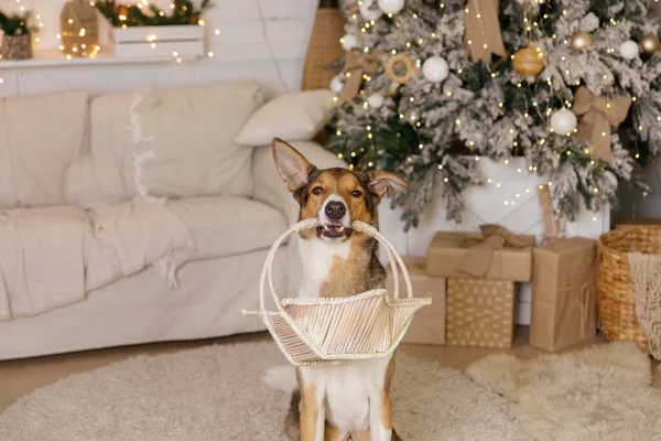 Gott Nytt Julhelg Och Fest Hund Husdjur Rummet Nära Julgranen — Stockfoto