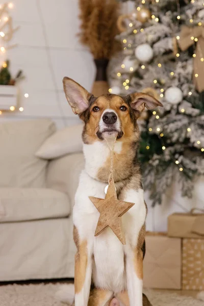 Mutlu Yıllar Noel Tatilleri Kutlamalar Köpek Evcil Hayvan Noel Ağacının — Stok fotoğraf