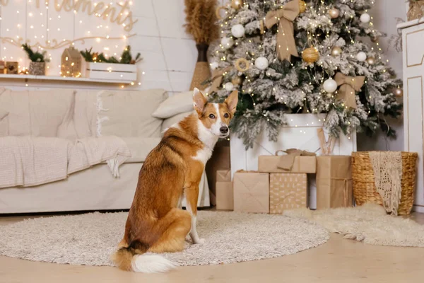Frohes Neues Jahr Weihnachtsfeiertage Und Feiertage Hund Haustier Zimmer Neben — Stockfoto
