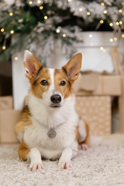 Gott Nytt Julhelg Och Fest Hund Husdjur Rummet Nära Julgranen — Stockfoto