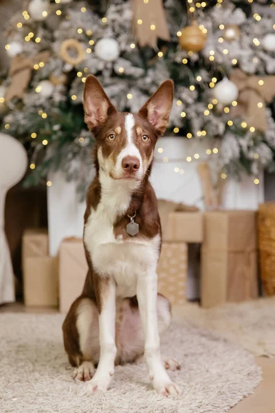 Border Collie Pies Pozowanie Dekoracji Świątecznej — Zdjęcie stockowe