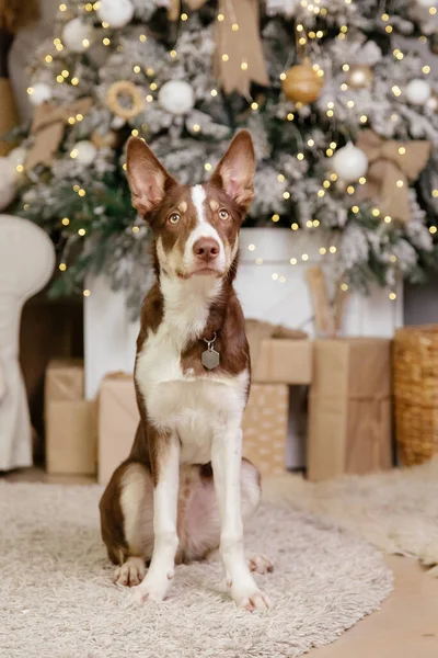 Collie Fronterizo Perro Posando Decoración Navidad —  Fotos de Stock