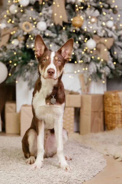 Border Collie Pies Pozowanie Dekoracji Świątecznej — Zdjęcie stockowe