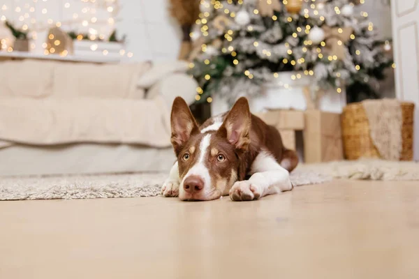 Пограничная Колли Собака Позирует Рождественском Украшении — стоковое фото