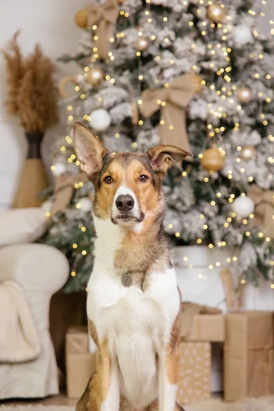 Feliz Año Nuevo Navidad Celebración Perro Mascota Habitación Cerca Del — Foto de Stock