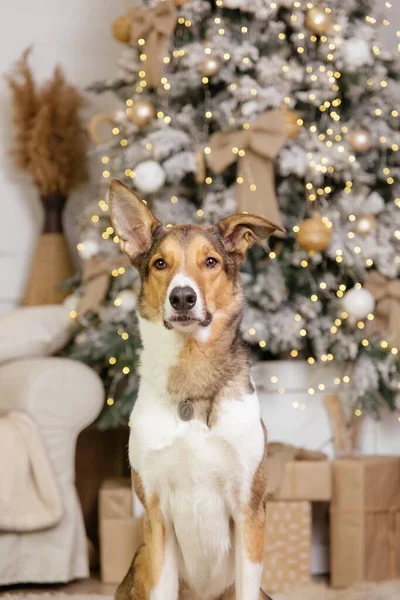 ハッピーニューイヤー クリスマス休暇とお祝い クリスマスツリーの近くの部屋の犬 ペット — ストック写真