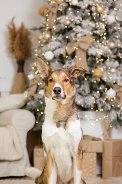 Feliz Año Nuevo Navidad Celebración Perro Mascota Habitación Cerca Del —  Fotos de Stock