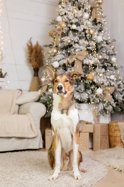 Feliz Ano Novo Feriados Natal Celebração Cão Animal Estimação Quarto — Fotografia de Stock