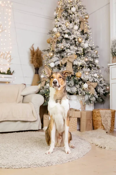 ハッピーニューイヤー クリスマス休暇とお祝い クリスマスツリーの近くの部屋の犬 ペット — ストック写真