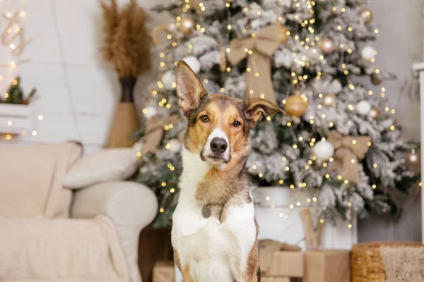 ハッピーニューイヤー クリスマス休暇とお祝い クリスマスツリーの近くの部屋の犬 ペット — ストック写真