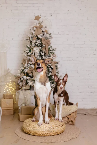 クリスマスの装飾でポーズボーダーコリー犬 — ストック写真