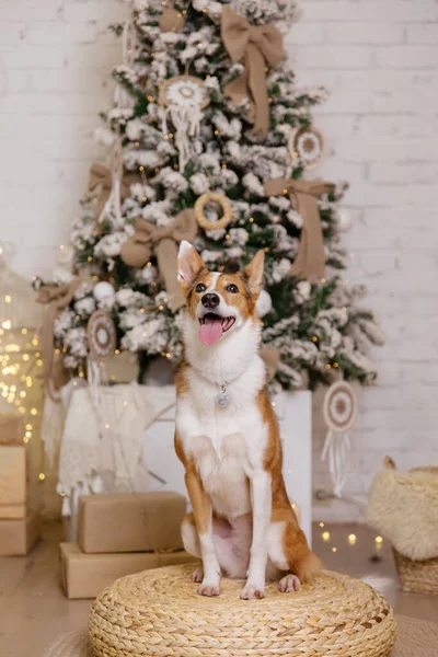 Mutlu Yıllar Noel Tatilleri Kutlamalar Köpek Evcil Hayvan Noel Ağacının — Stok fotoğraf