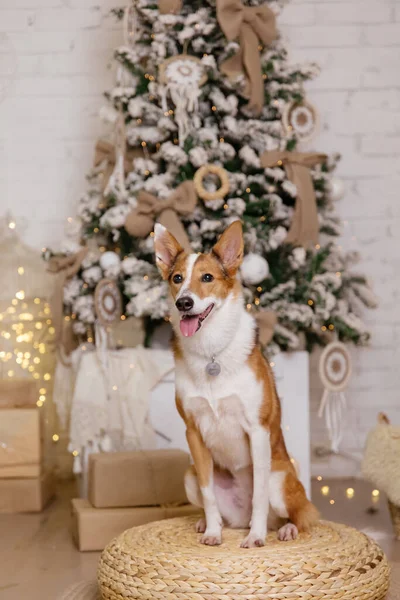 Gott Nytt Julhelg Och Fest Hund Husdjur Rummet Nära Julgranen — Stockfoto