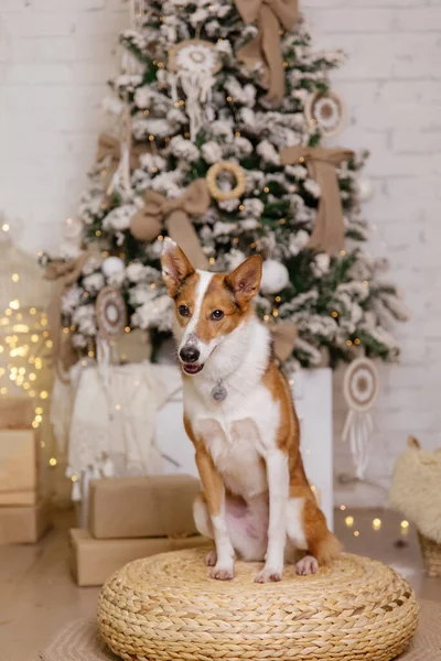 Καλή Χρονιά Χριστουγεννιάτικες Διακοπές Και Γιορτή Σκύλος Κατοικίδιο Ζώο Στο — Φωτογραφία Αρχείου