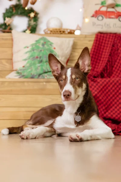 Border Collie Pies Pozowanie Dekoracji Świątecznej — Zdjęcie stockowe