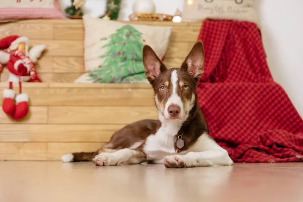 Határ Collie Kutya Pózol Karácsonyi Dekoráció — Stock Fotó