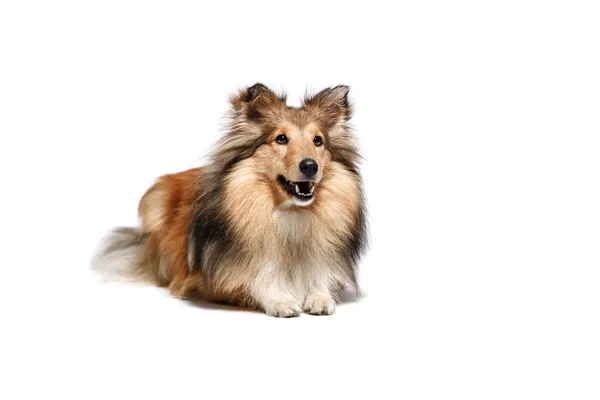 Shetland Sheepdog Σκυλί Απομονώνονται Λευκό Φόντο — Φωτογραφία Αρχείου