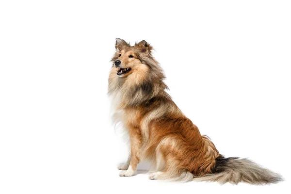 Shetland Sheepdog Cão Isolado Fundo Branco — Fotografia de Stock