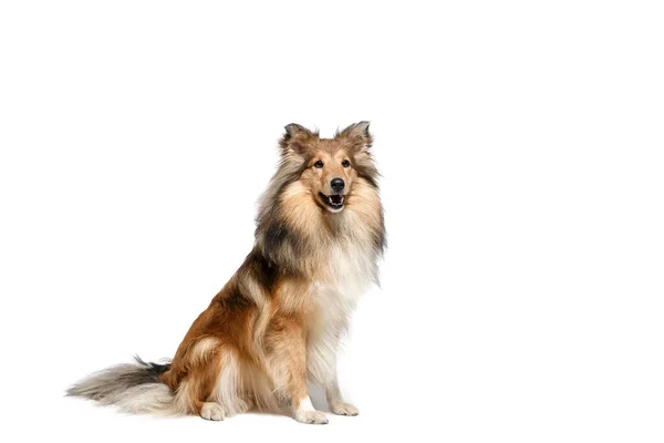 Shetland Sheepdog Σκυλί Απομονώνονται Λευκό Φόντο — Φωτογραφία Αρχείου